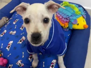 Cachorro raça Mix de pincher idade 2 a 6 meses nome Buddy