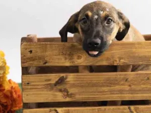 Cachorro raça SRD-ViraLata idade 2 a 6 meses nome Pedrita
