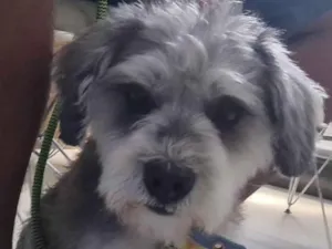 Cachorro raça SRD-ViraLata idade 2 anos nome Bidu (Mix de Shnauzer Porte P)
