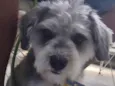 Bidu (Mix de Shnauzer Porte P)