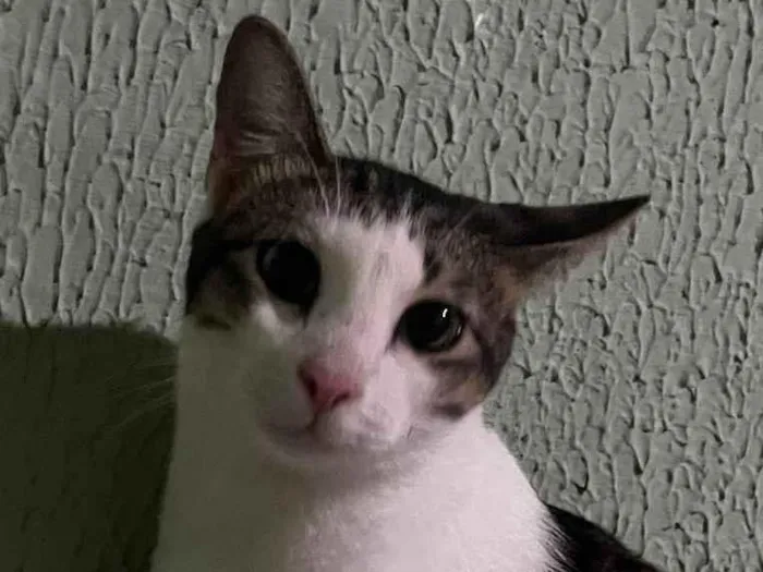 Gato ra a Comum idade 7 a 11 meses nome Nenê 