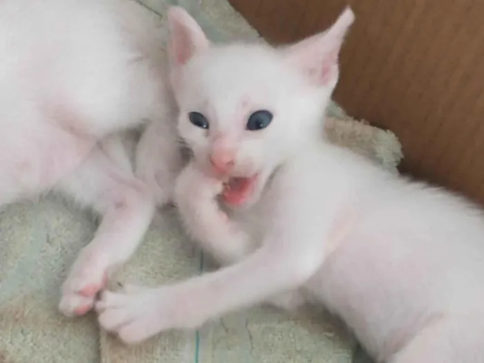 Gato ra a comum idade Abaixo de 2 meses nome Tibbis