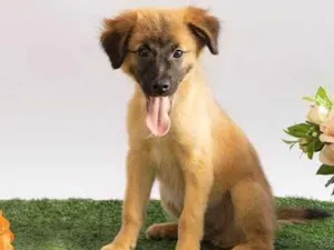 Cachorro raça SRD-ViraLata idade 2 a 6 meses nome Sara