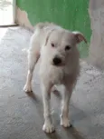 Blanco