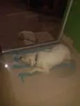 Blanco