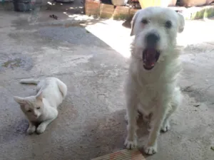 Cachorro raça SRD idade 3 anos nome Blanco 