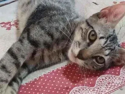 Gato raça Coomum idade 2 anos nome Jeck