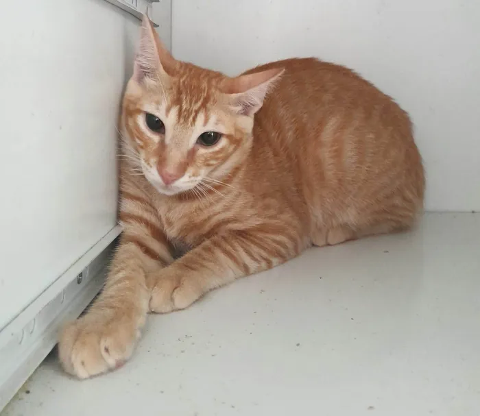Gato ra a SRD idade 2 a 6 meses nome Lucas
