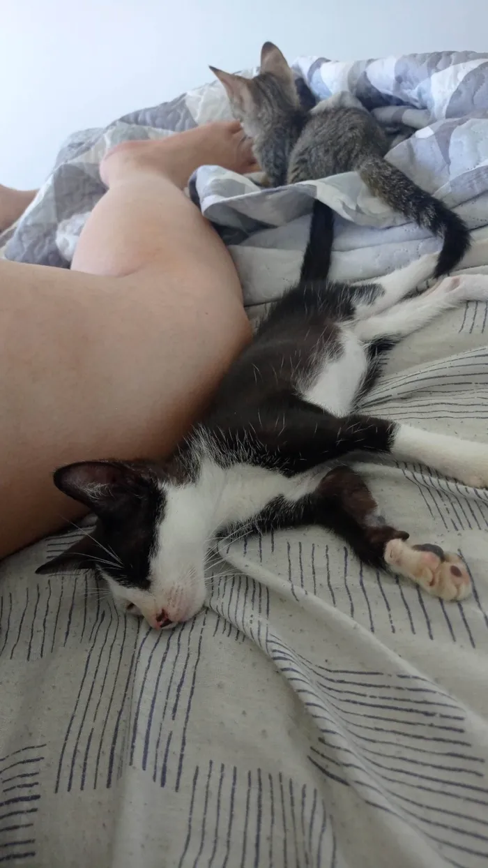 Gato ra a SRD-ViraLata idade 2 a 6 meses nome Frajolinha 