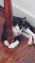 Frajolinha 