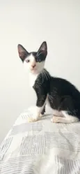 Frajolinha 