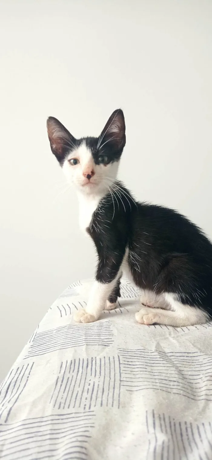Gato ra a SRD-ViraLata idade 2 a 6 meses nome Frajolinha 