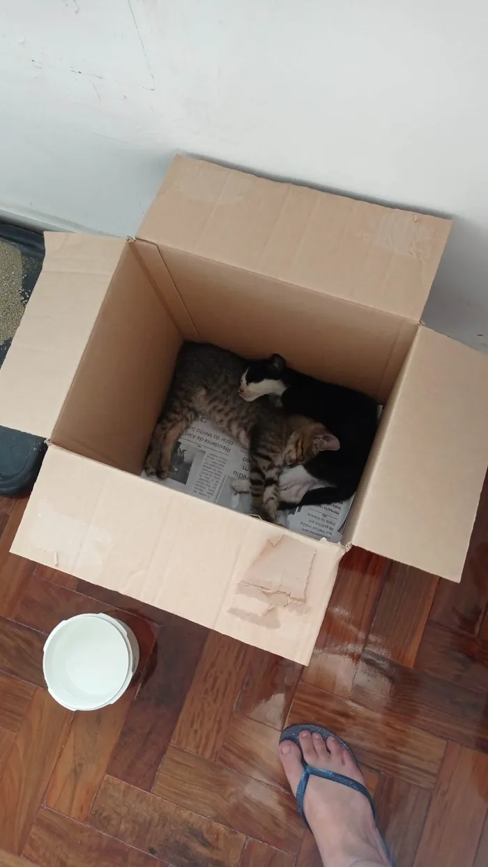 Gato ra a SRD-ViraLata idade 2 a 6 meses nome Frajolinha 