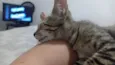 Rajadinho