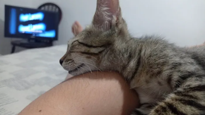 Gato ra a SRD-ViraLata idade 2 a 6 meses nome Rajadinho