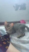 Rajadinho
