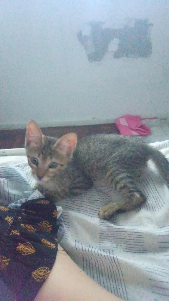 Gato ra a SRD-ViraLata idade 2 a 6 meses nome Rajadinho