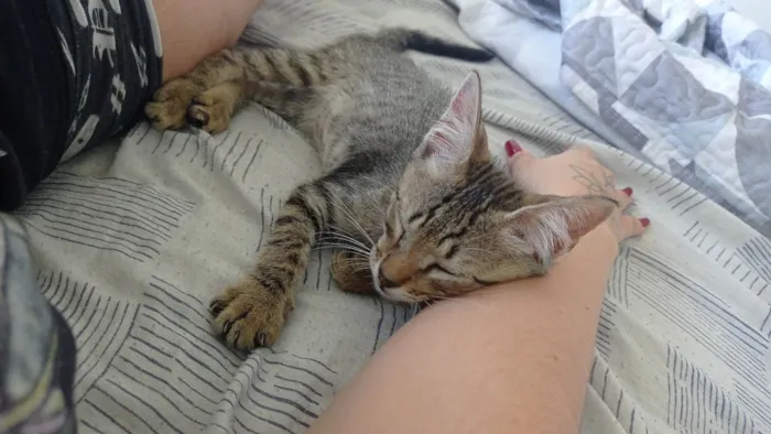 Gato ra a SRD-ViraLata idade 2 a 6 meses nome Rajadinho