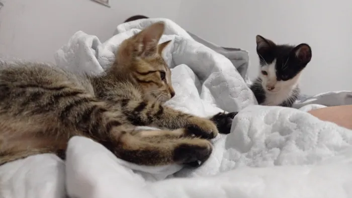 Gato ra a SRD-ViraLata idade 2 a 6 meses nome Rajadinho