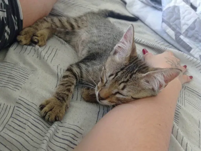Gato ra a SRD-ViraLata idade 2 a 6 meses nome Rajadinho