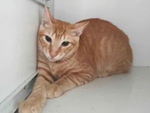Gato raça SRD idade 2 a 6 meses nome Lucas