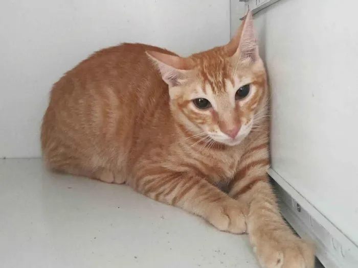 Gato ra a SRD idade 2 a 6 meses nome Lucas
