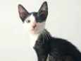 Frajolinha 
