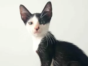 Gato raça SRD-ViraLata idade 2 a 6 meses nome Frajolinha 