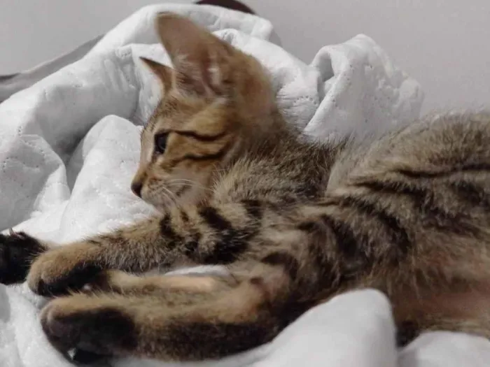 Gato ra a SRD-ViraLata idade 2 a 6 meses nome Rajadinho