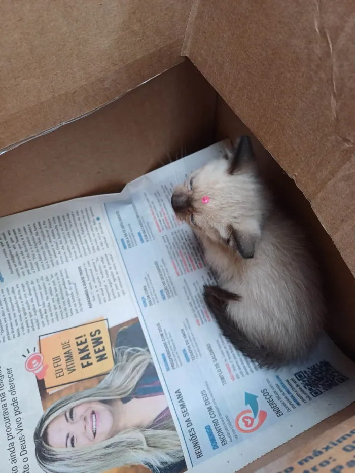 Gato ra a Siames idade Abaixo de 2 meses nome Siamesa adocao