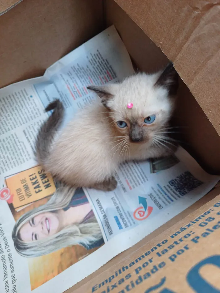 Gato ra a Siames idade Abaixo de 2 meses nome Siamesa adocao