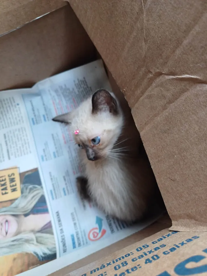 Gato ra a Siames idade Abaixo de 2 meses nome Siamesa adocao