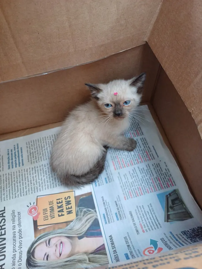 Gato ra a Siames idade Abaixo de 2 meses nome Siamesa adocao