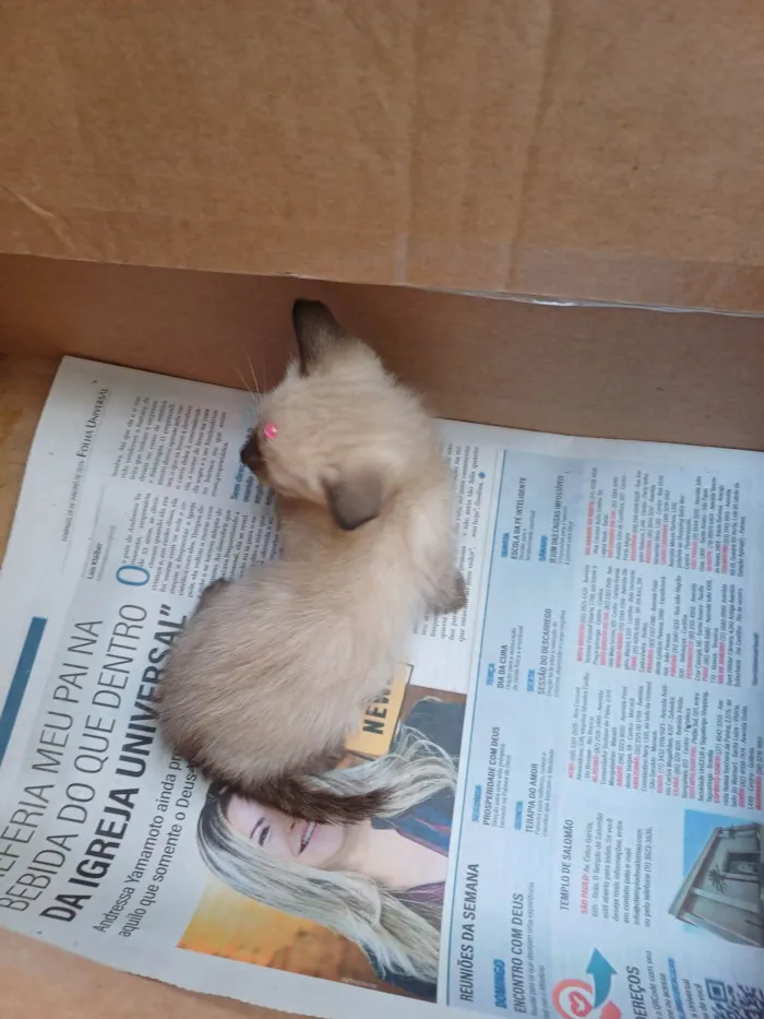 Gato ra a Siames idade Abaixo de 2 meses nome Siamesa adocao