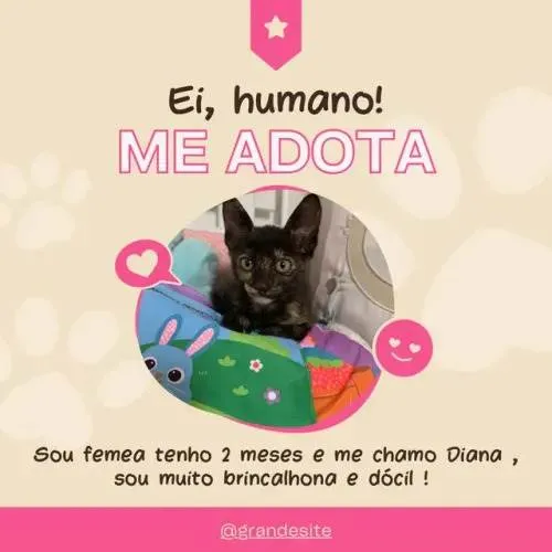 Gato ra a SRD idade 2 a 6 meses nome Diana (Águas Lindas - GO)
