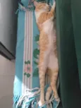 Sirineu (São Sebastião -DF)