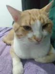 Sirineu (São Sebastião -DF)
