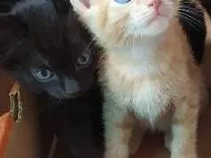 Gato ra a Sem raça definida idade Abaixo de 2 meses nome Cristal