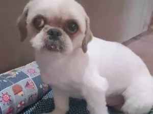 Cachorro raça Shitzu idade 6 ou mais anos nome Toby