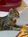 Nik