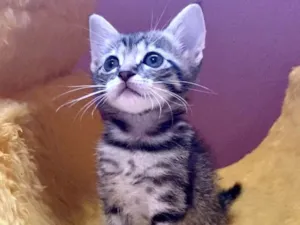 Gato raça Srd idade Abaixo de 2 meses nome Nik
