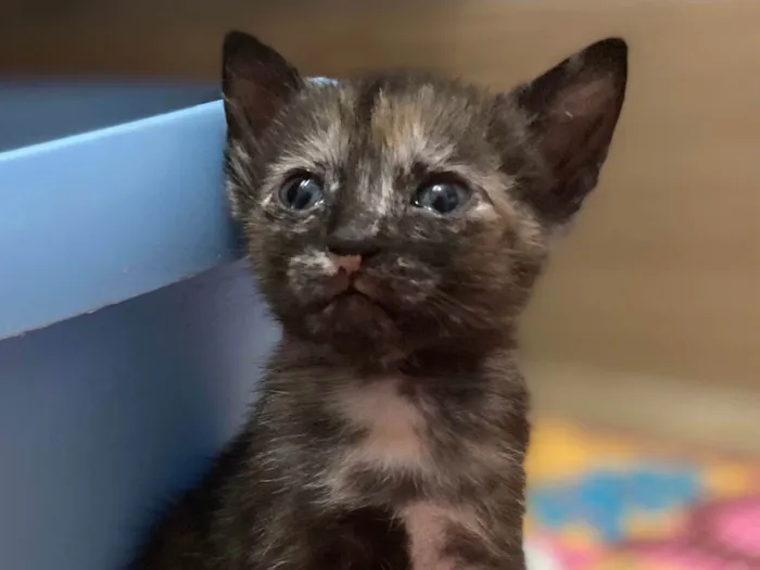 Gato ra a Srd idade Abaixo de 2 meses nome Bibi 