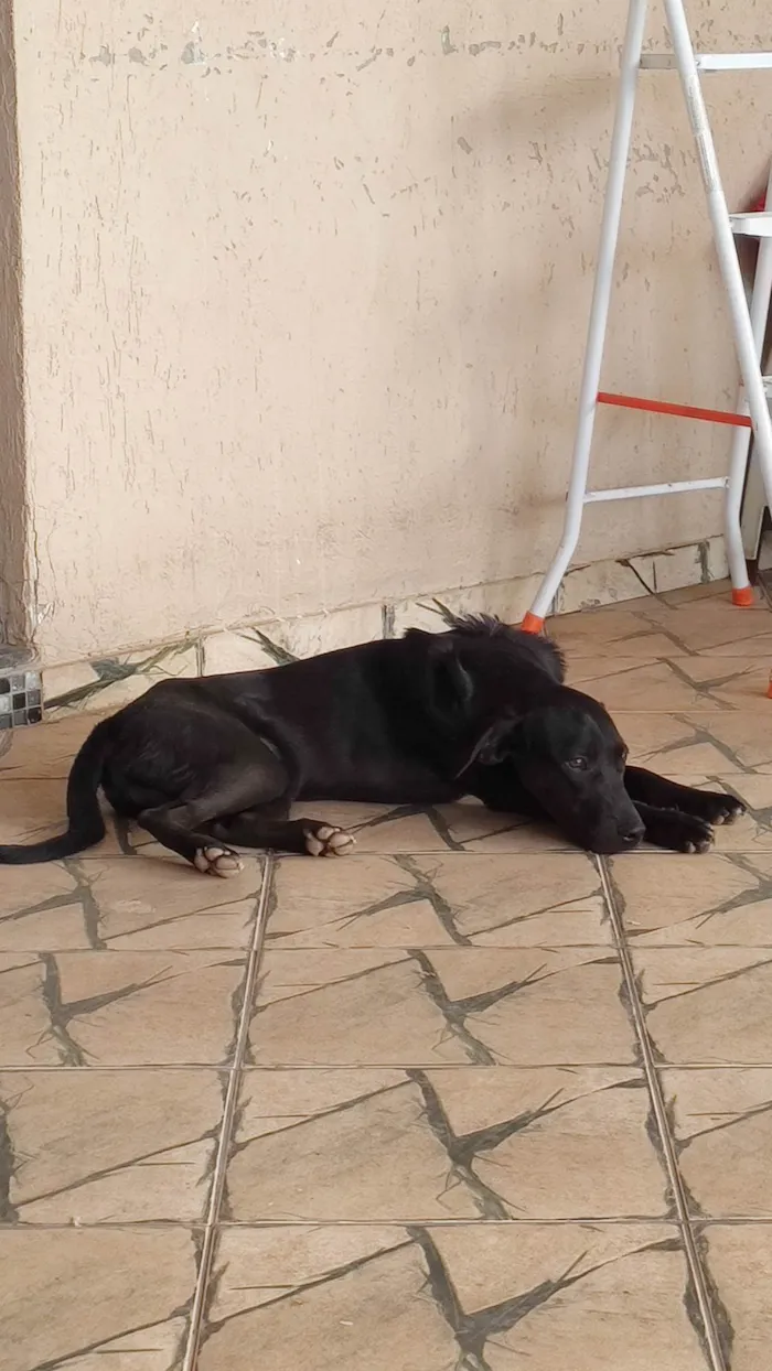 Cachorro ra a  idade 2 a 6 meses nome Noronha