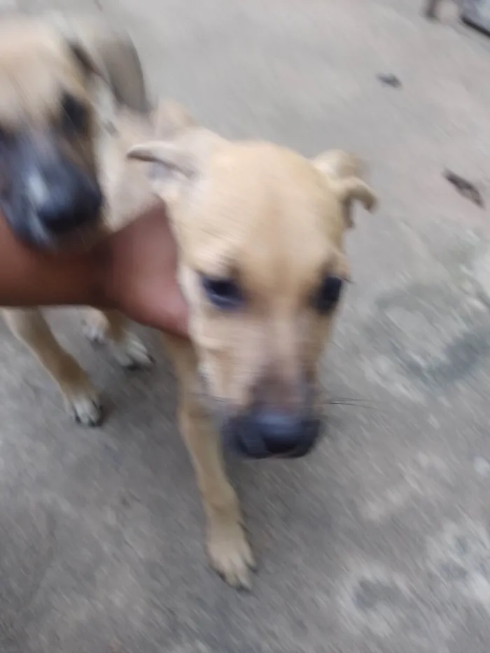 Cachorro ra a Vira lata  idade 2 a 6 meses nome Amarelo , kiara , machonildo