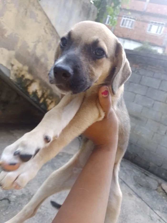 Cachorro ra a Vira lata  idade 2 a 6 meses nome Amarelo , kiara , machonildo