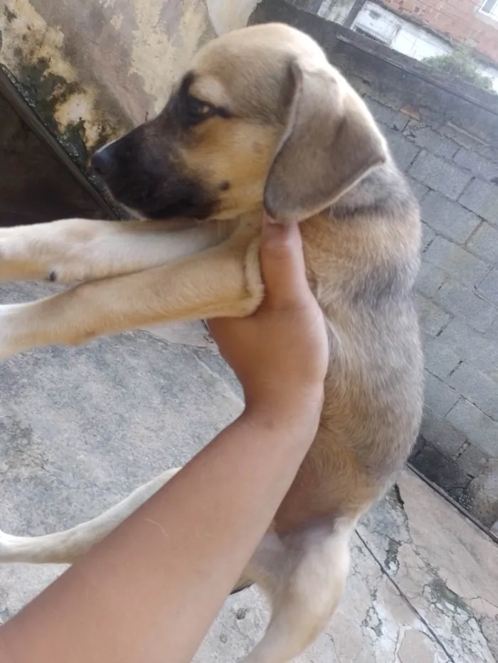 Cachorro ra a Vira lata  idade 2 a 6 meses nome Amarelo , kiara , machonildo