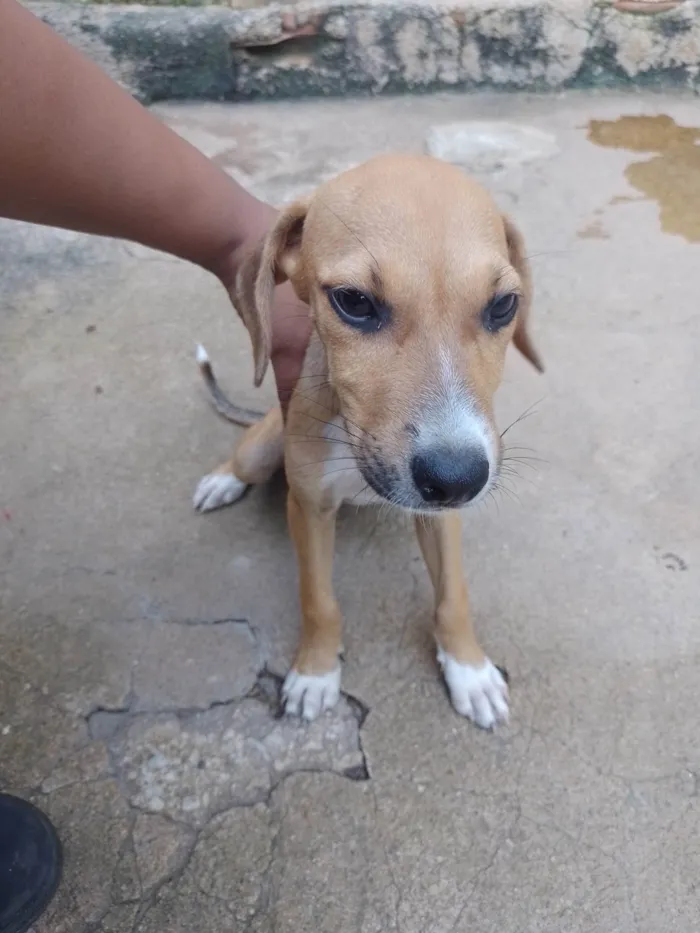 Cachorro ra a Vira lata  idade 2 a 6 meses nome Amarelo , kiara , machonildo