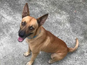 Cachorro raça SRD-ViraLata idade 3 anos nome TJ 