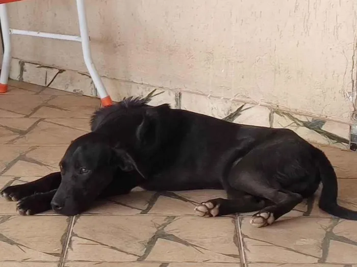 Cachorro ra a  idade 2 a 6 meses nome Noronha