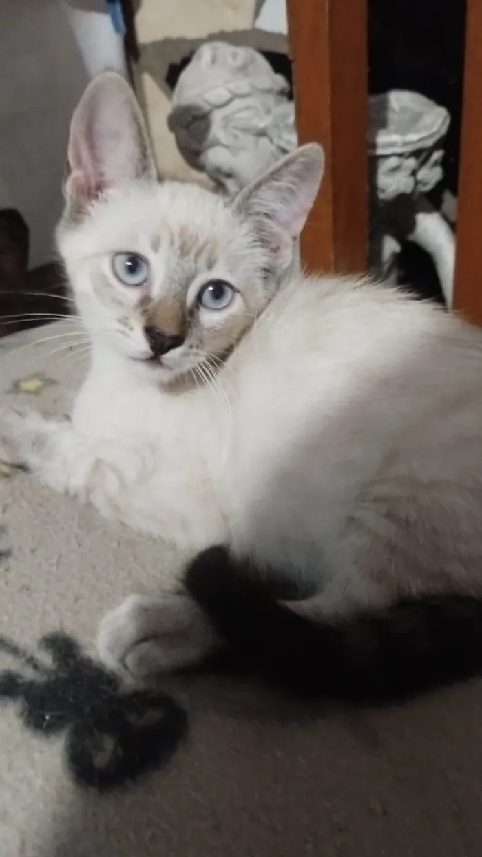 Gato ra a Srd idade Abaixo de 2 meses nome Pedroca